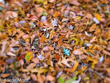 colorful autumn leaves.jpg